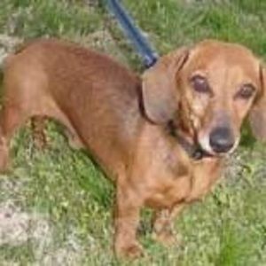 Meet your Posher, Janice